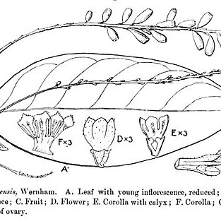 Cowiea unspecified picture