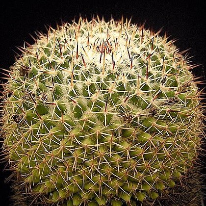 Mammillaria wiesingeri unspecified picture