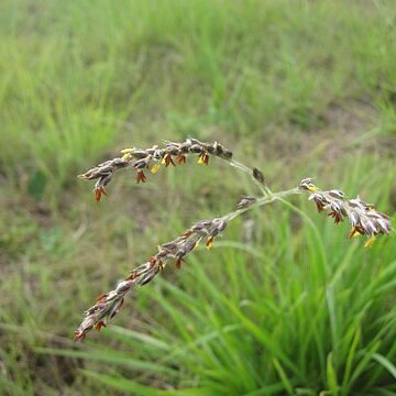 Alloteropsis semialata unspecified picture