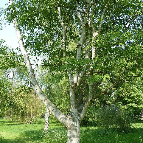 Betula luminifera unspecified picture