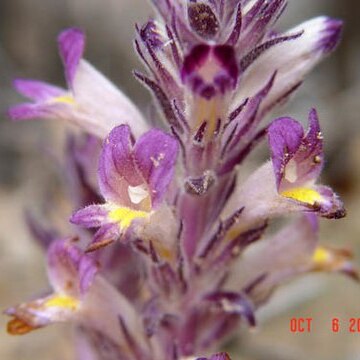 Orobanche ludoviciana unspecified picture