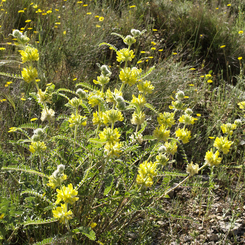 Astragalus alopecuroides subsp. alopecuroides unspecified picture