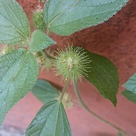 Acalypha alopecuroides unspecified picture