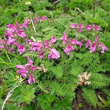 Pedicularis apodochila unspecified picture