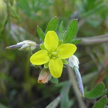 Tropidocarpum gracile unspecified picture