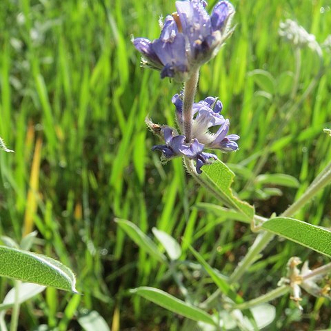 Pediomelum argophyllum unspecified picture