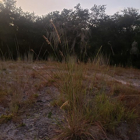 Sorghastrum secundum unspecified picture