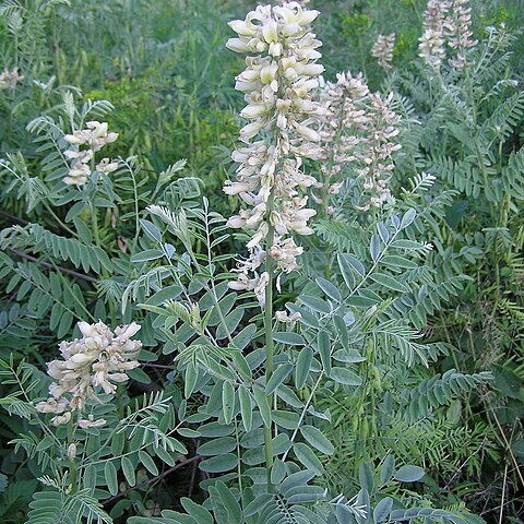 Sophora alopecuroides unspecified picture