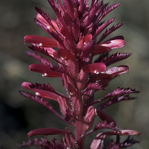 Pedicularis densiflora unspecified picture