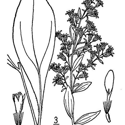 Solidago roanensis unspecified picture