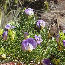 Psoralea speciosa unspecified picture