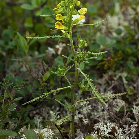 Pedicularis labradorica unspecified picture