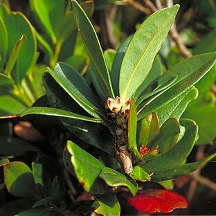 Medicosma glandulosa unspecified picture