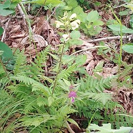 Pedicularis mandshurica unspecified picture