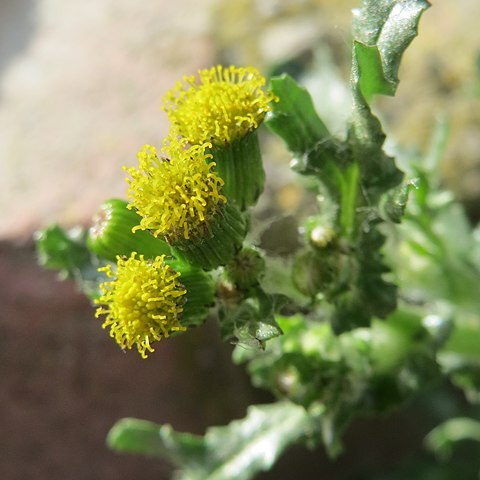 Senecio vulgaris subsp. vulgaris unspecified picture