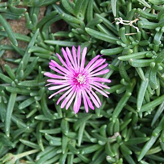 Lampranthus spectabilis unspecified picture