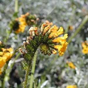 Amsinckia spectabilis unspecified picture