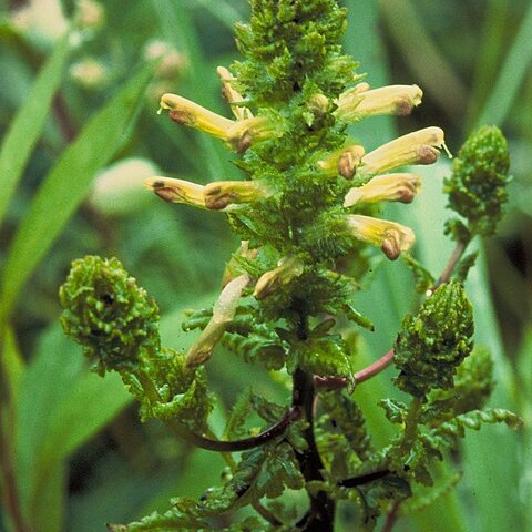 Pedicularis furbishiae unspecified picture