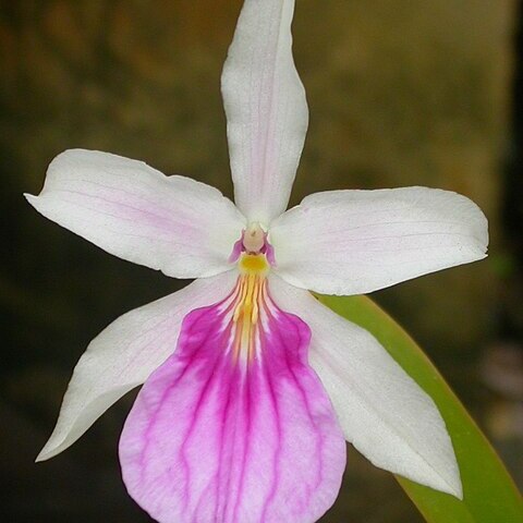 Miltonia unspecified picture