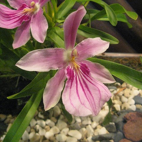 Miltonia spectabilis unspecified picture