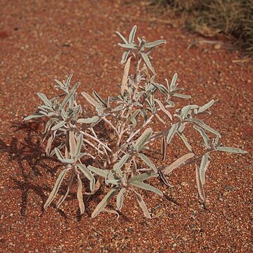 Solanum esuriale unspecified picture