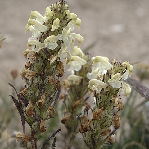 Pedicularis parryi unspecified picture