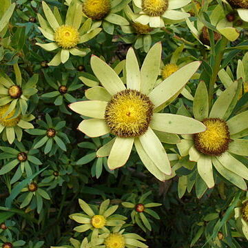 Leucadendron sessile unspecified picture