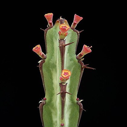 Euphorbia speciosa unspecified picture