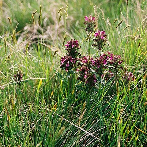 Pedicularis sudetica unspecified picture