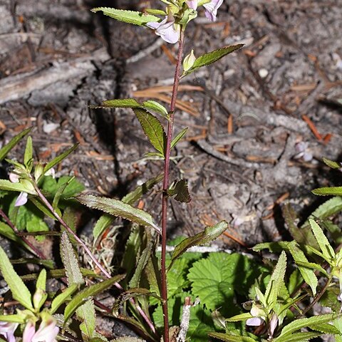 Pedicularis racemosa unspecified picture