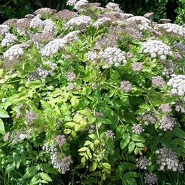 Daucus decipiens unspecified picture