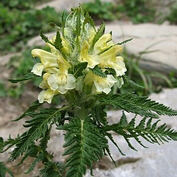 Pedicularis hacquetii unspecified picture