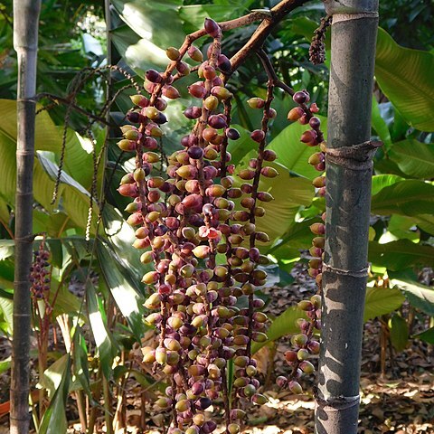 Balaka longirostris unspecified picture