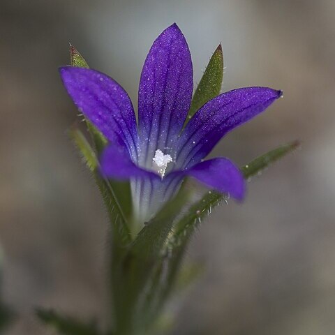 Githopsis specularioides unspecified picture