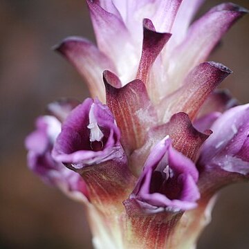 Curcuma decipiens unspecified picture