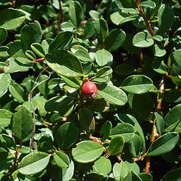 Cotoneaster x suecicus unspecified picture