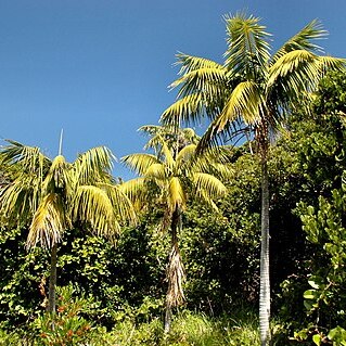 Howea forsteriana unspecified picture