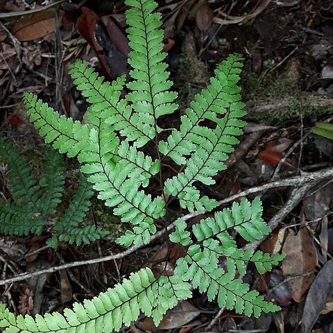 Adiantum novae-caledoniae unspecified picture