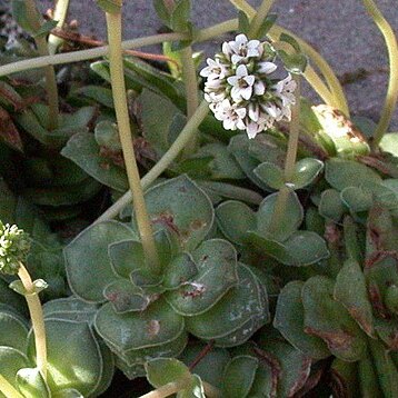 Crassula socialis unspecified picture