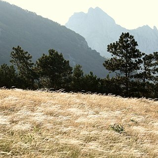 Stipa pontica unspecified picture