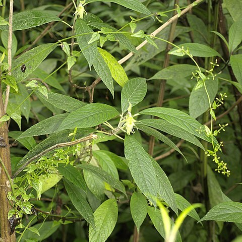 Salvia arborescens unspecified picture