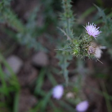 Carduus onopordioides unspecified picture