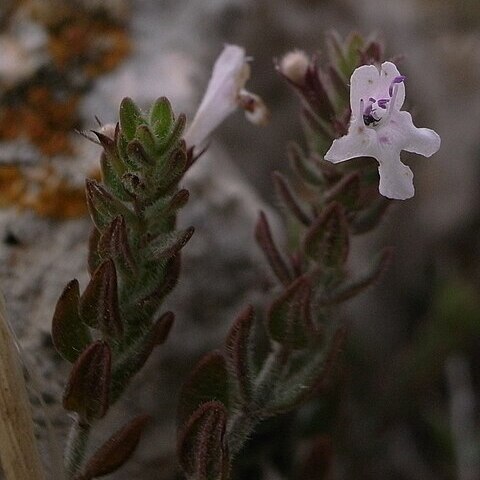 Micromeria microphylla unspecified picture