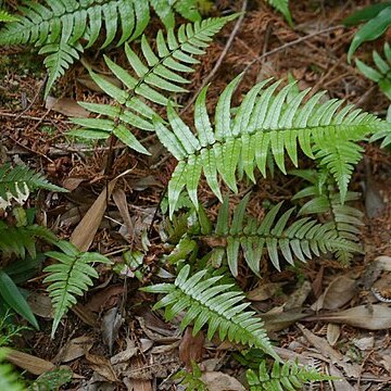 Dryopteris decipiens unspecified picture