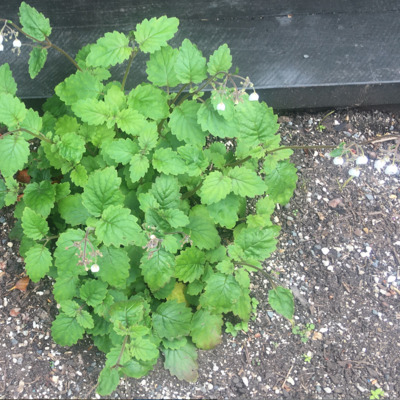 Jovellana sinclairii unspecified picture