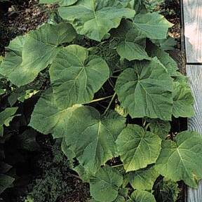 Paulownia unspecified picture