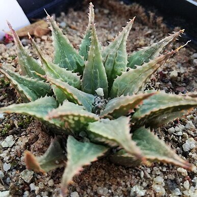 Haworthia mirabilis var. sublineata unspecified picture