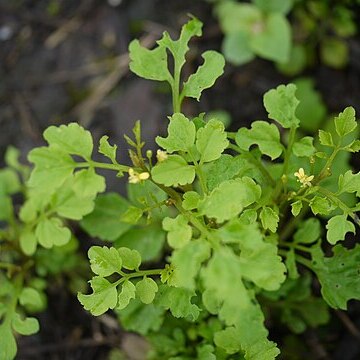 Cardamine trichocarpa unspecified picture