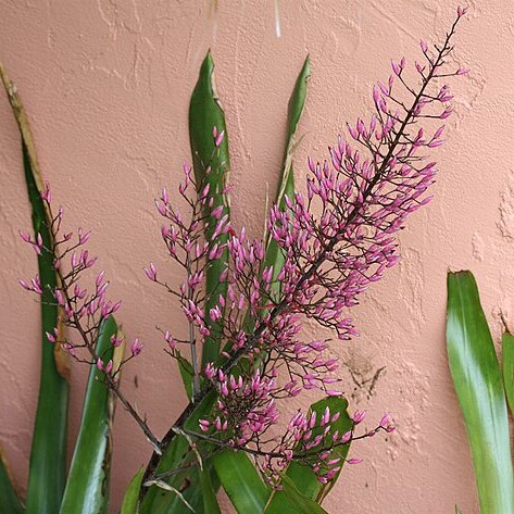 Aechmea spectabilis unspecified picture