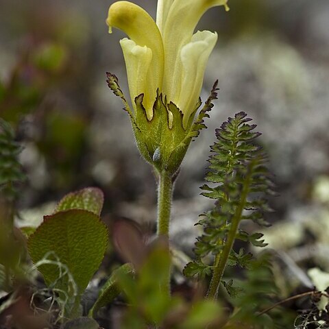 Pedicularis capitata unspecified picture